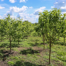 Яблоня Китайка золотая ранняя (Malus prunifolia 'Kitaika Zolotaja Rannaja')