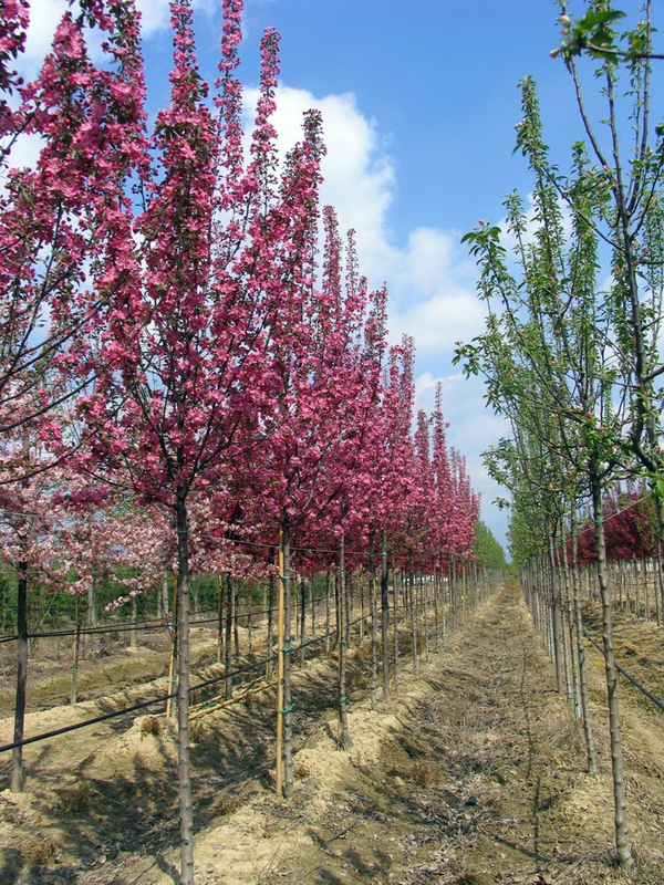 Яблоня декоративная Радиант (Malus 'Radiant')