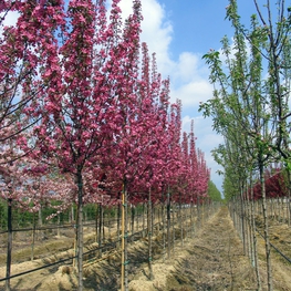 Яблоня декоративная Радиант (Malus 'Radiant')