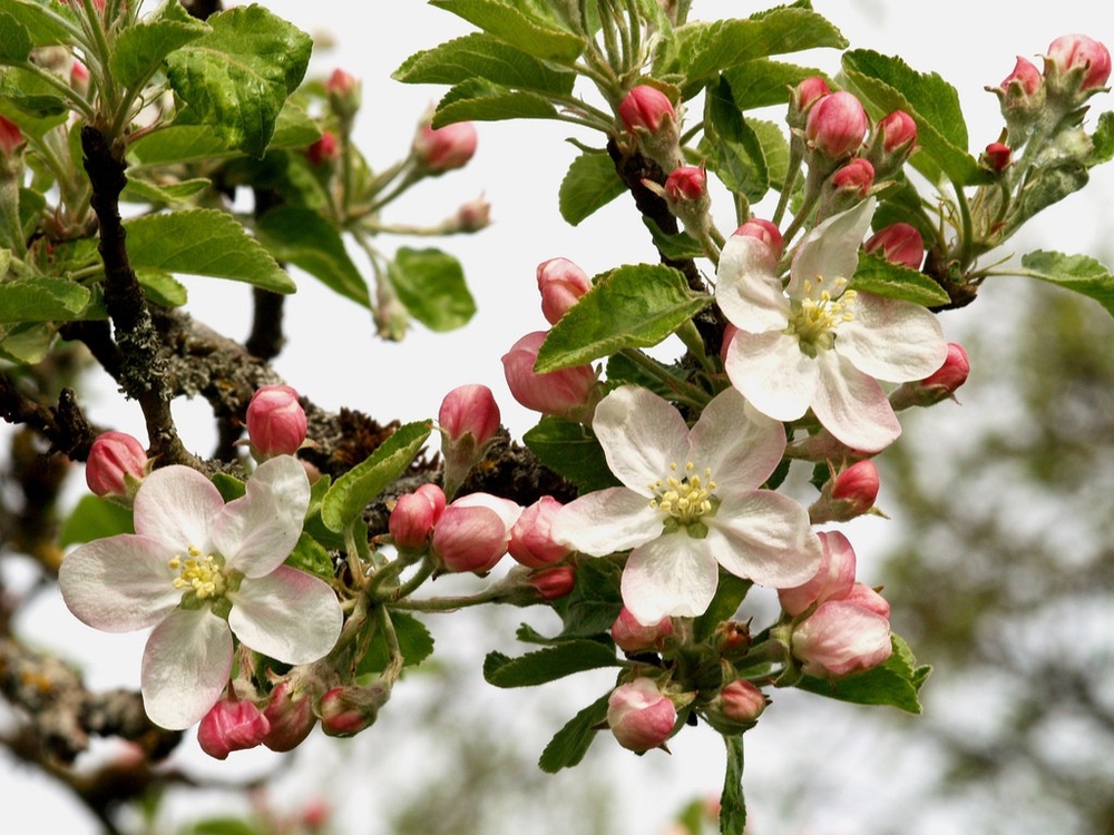 Яблоня лесная (Malus sylvestris)