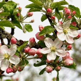 Яблоня лесная (Malus sylvestris)