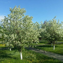 Яблоня лесная (Malus sylvestris)