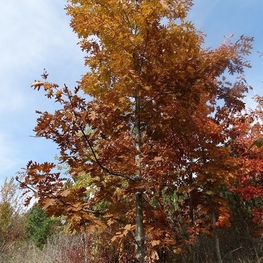 Дуб красный "Quercus rubra"