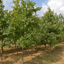 Дуб черешчатый (Quercus robur)