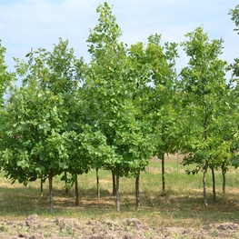 Дуб черешчатый (Quercus robur)