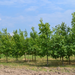 Дуб черешчатый (Quercus robur)