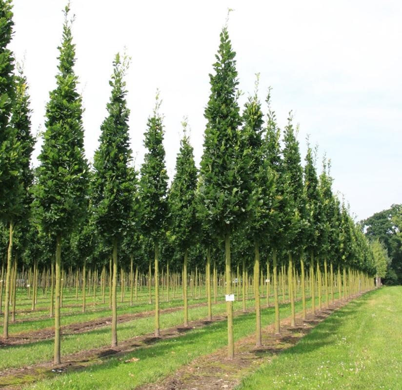 Дуб черешчатый Фастигиата Костер (Quercus robur 'Fastigiata Koster')