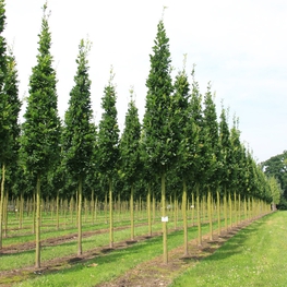 Дуб черешчатый Фастигиата Костер (Quercus robur 'Fastigiata Koster')