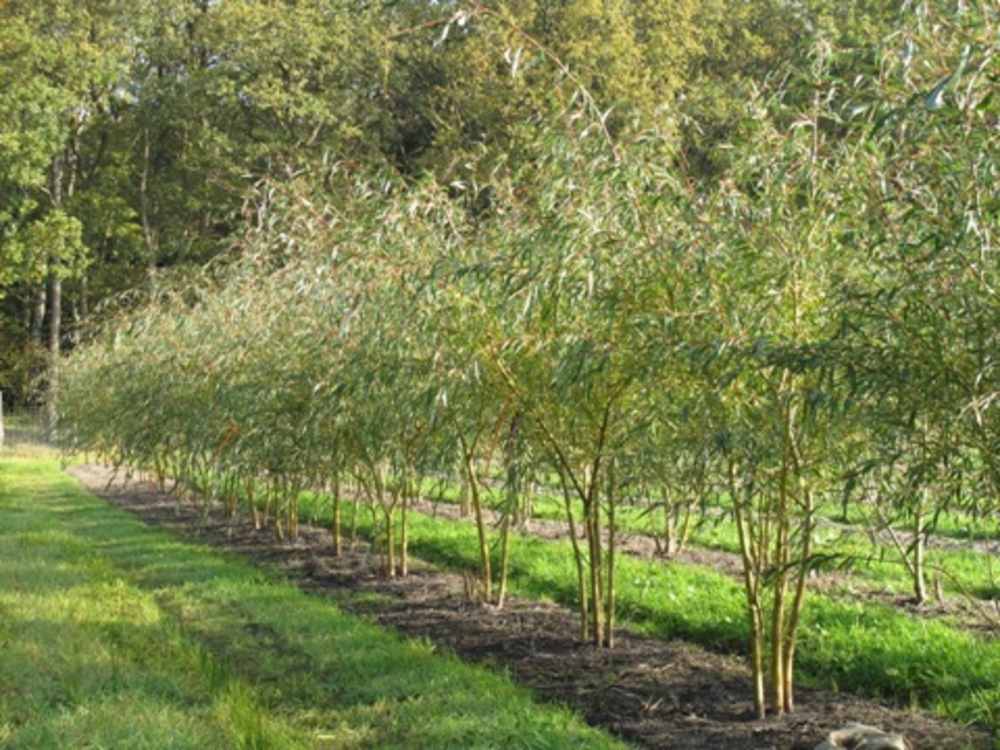 Ива белая Тристис (Salix alba 'Tristis')