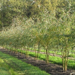 Ива белая Тристис (Salix alba 'Tristis')
