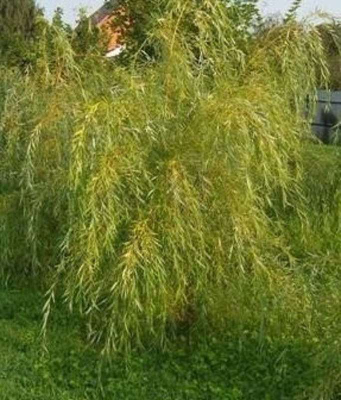 Ива белая плакучая (Salix alba 'Pendula')
