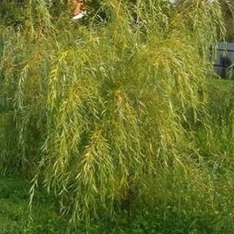 Ива белая плакучая (Salix alba 'Pendula')