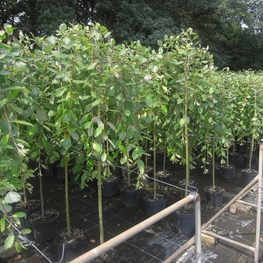 Ива козья Килмарнок (Salix caprea 'Kilmarnock')