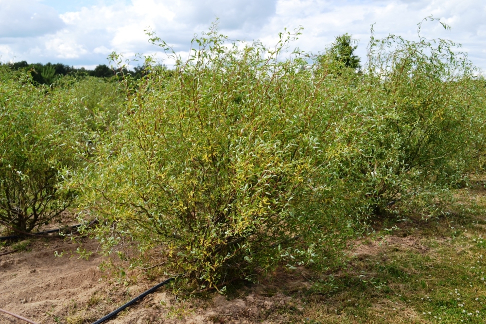 Ива Свердловская Извилистая-1 (Salix 'Sverdlovskaja Izvilistaja-1')