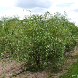 Ива Свердловская Извилистая-1 (Salix 'Sverdlovskaja Izvilistaja-1')