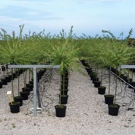 Ива цельнолистная Хакуро Нишики (Salix integra 'Hakuro-nishiki')