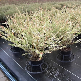 Ива цельнолистная Хакуро Нишики (Salix integra 'Hakuro-nishiki')