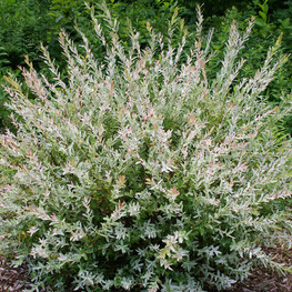 Ива цельнолистная Хакуро Нишики (Salix integra 'Hakuro-nishiki')