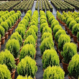 Туя восточная Ауреа Нана (Platycladus orientalis 'Aurea Nana')