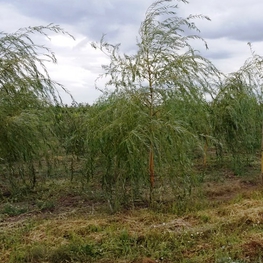 Ива Водопад (Salix 'Vodopad')