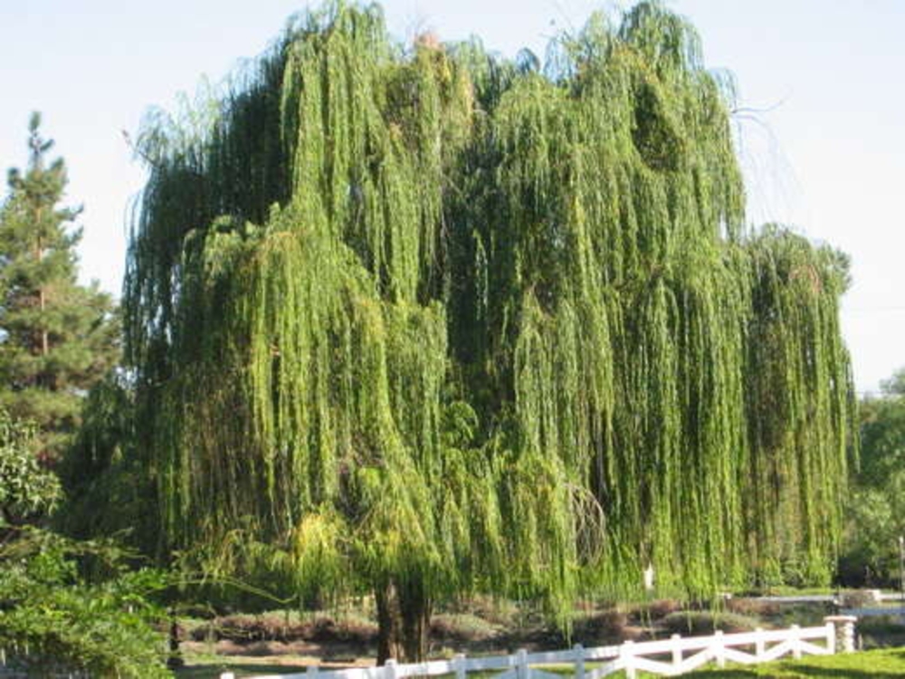 Ива Уральская Красавица (Salix 'Uralskaja Krasavitsa')