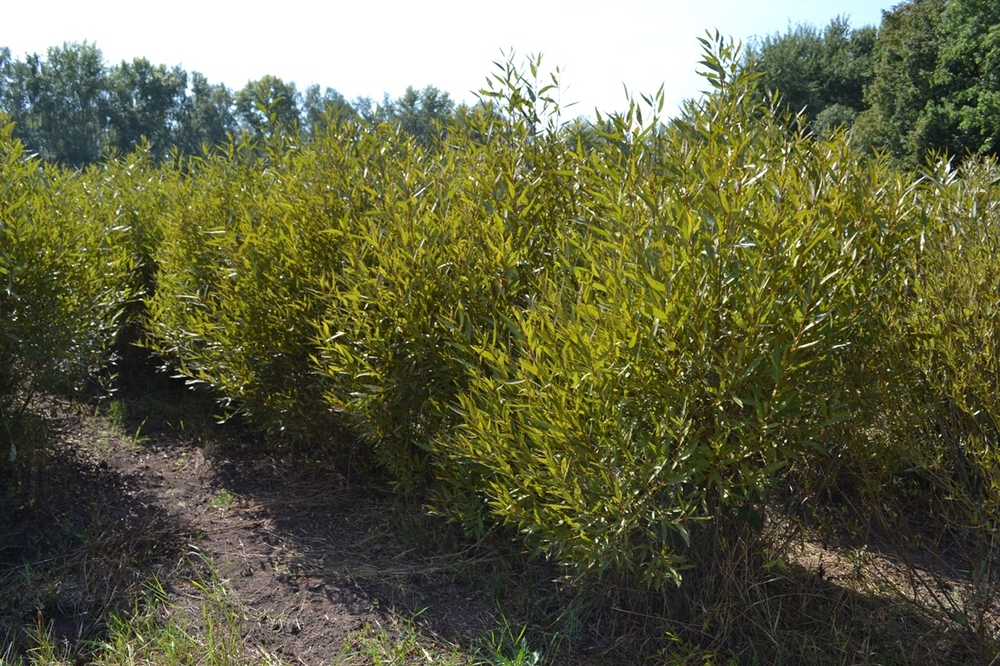 Ива ломкая шаровидная (Salix fragilis 'Bullata')