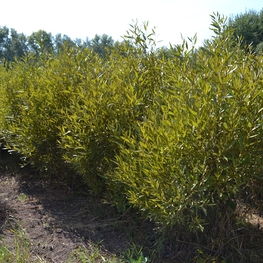Ива ломкая шаровидная (Salix fragilis 'Bullata')