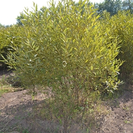 Ива ломкая шаровидная (Salix fragilis 'Bullata')