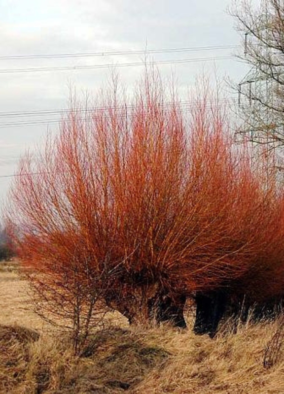 Ива белая Чермезина (Salix alba 'Chermesina')