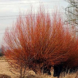 Ива белая Чермезина (Salix alba 'Chermesina')