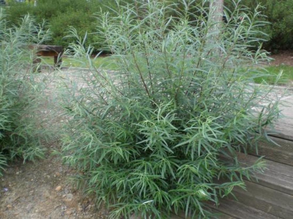 Ива розмаринолистная (Salix rosmarinifolia)