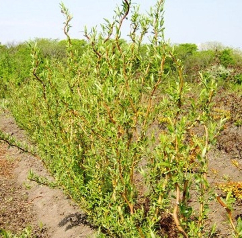 Ива извилистая Тортуоза (Salix matsudana 'Tortuosa')