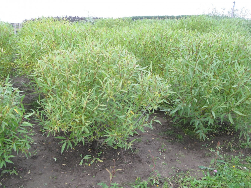 Ива ломкая Буллата (Salix fragilis 'Bullata')
