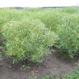 Ива ломкая Буллата (Salix fragilis 'Bullata')