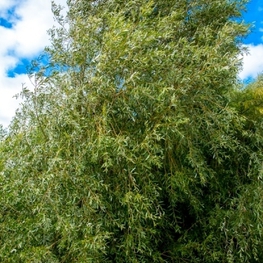 Ива Памяти Бажова (Salix 'Pamjati Bazhova')