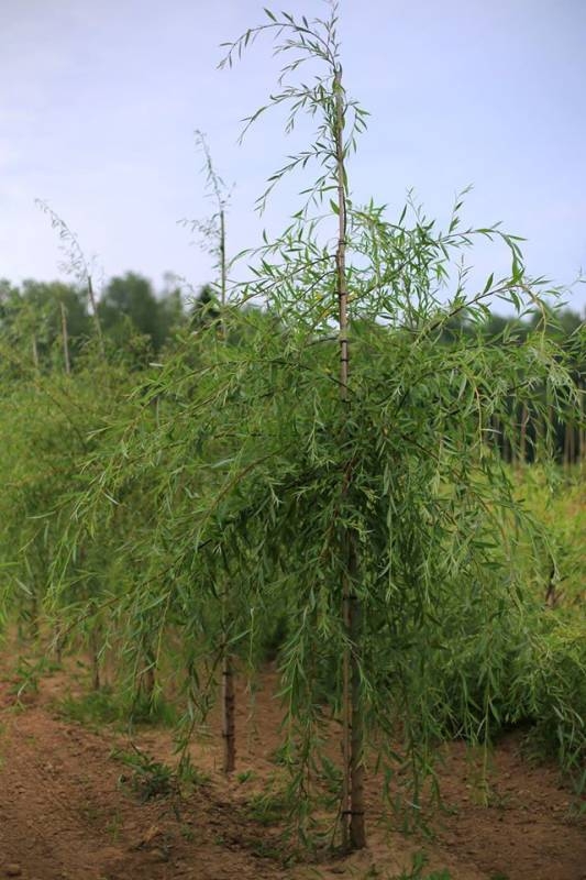 Ива Свердловская Плакучая (Salix 'Sverdlovskaja Plakutschaja')