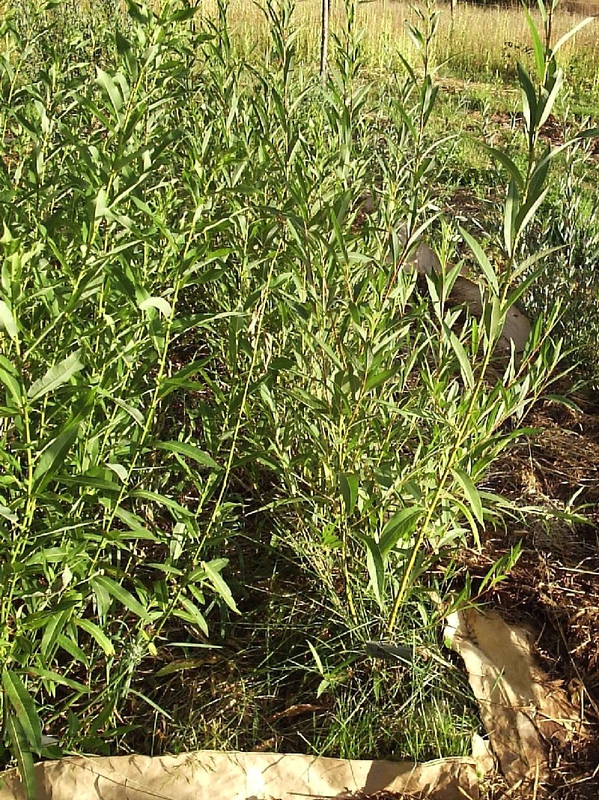 Ива белая Вителлина (Salix alba 'Vitellina')