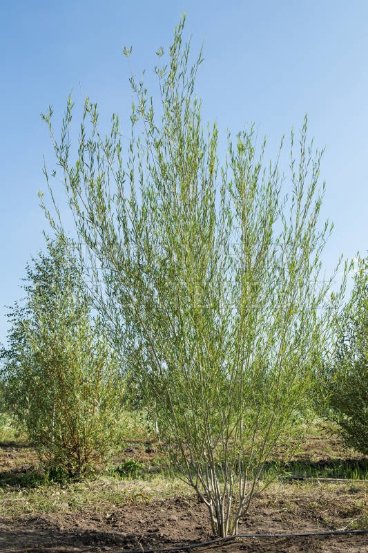 Ива Ледебура Пендула Снежный Шар (Salix ledebouriana 'Pendula')