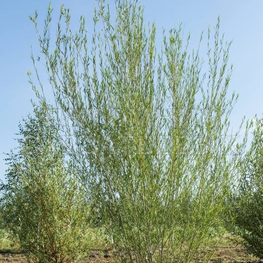 Ива Ледебура Пендула Снежный Шар (Salix ledebouriana 'Pendula')