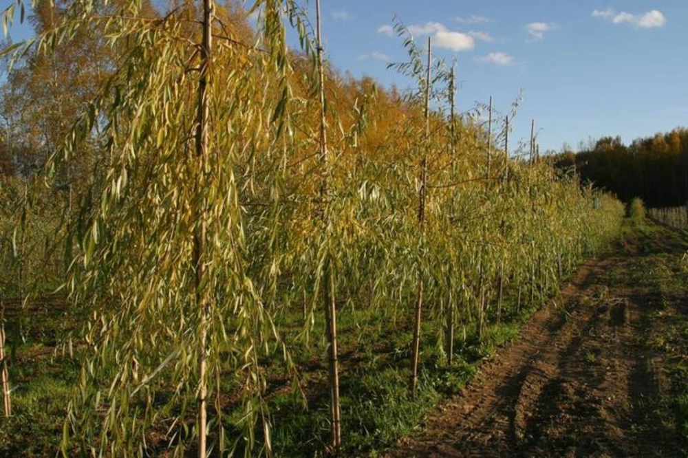 Ива гибридная Плакучий Гном (Salix 'Placutschii Gnom')