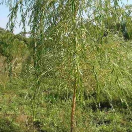 Ива гибридная Шатер (Salix 'Shater')