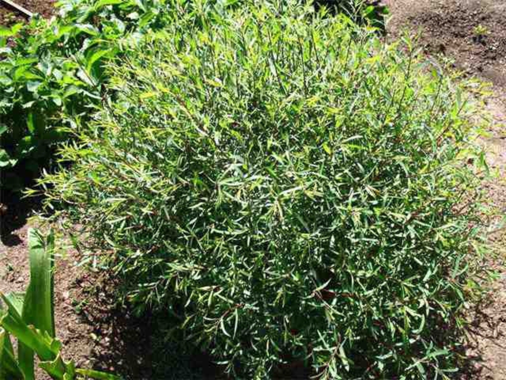 Ива Шаровидный Карлик (Salix 'Sharovidnyi Karlik')