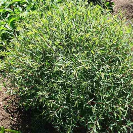 Ива Шаровидный Карлик (Salix 'Sharovidnyi Karlik')