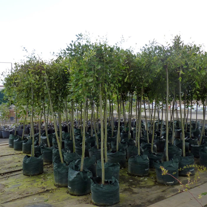 Ива козья Пендула (Salix caprea 'Pendula')