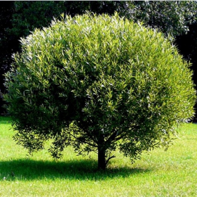 Ива белая Шаровидный Карлик (Salix alba 'Sharovidnyi Karlik')