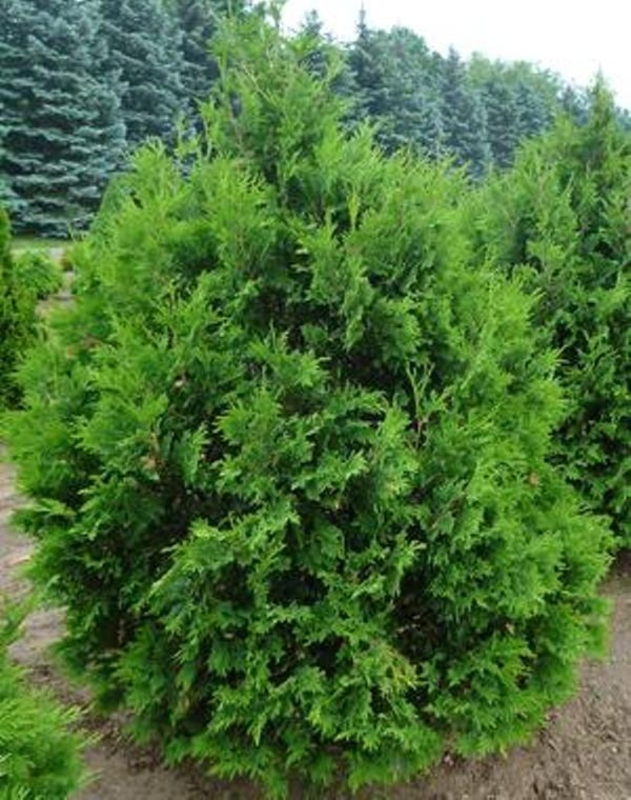 Туя западная Вареана (Thuja occidentalis 'Wareana')