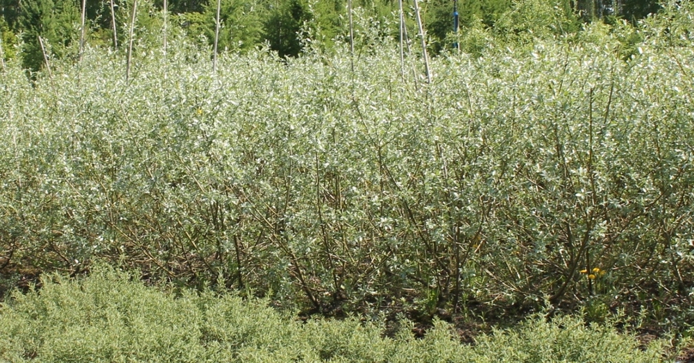 Ива белая серебристая (Salix alba 'Argentea')