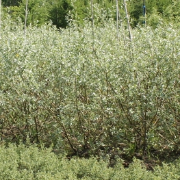 Ива белая серебристая (Salix alba 'Argentea')