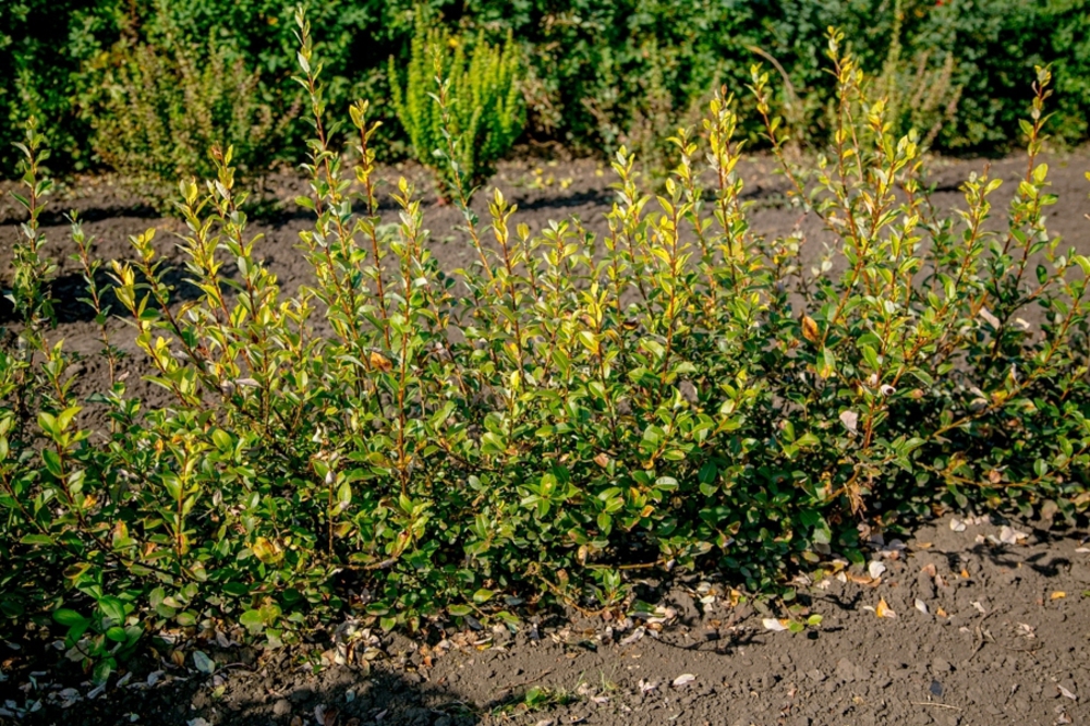 Ива Бреккэвиер (Salix 'Brekkavier')
