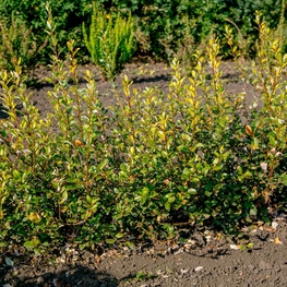 Ива Бреккэвиер (Salix 'Brekkavier')